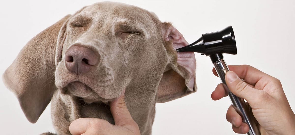 Dog Ear Infection – Symptoms, Causes & Treatment